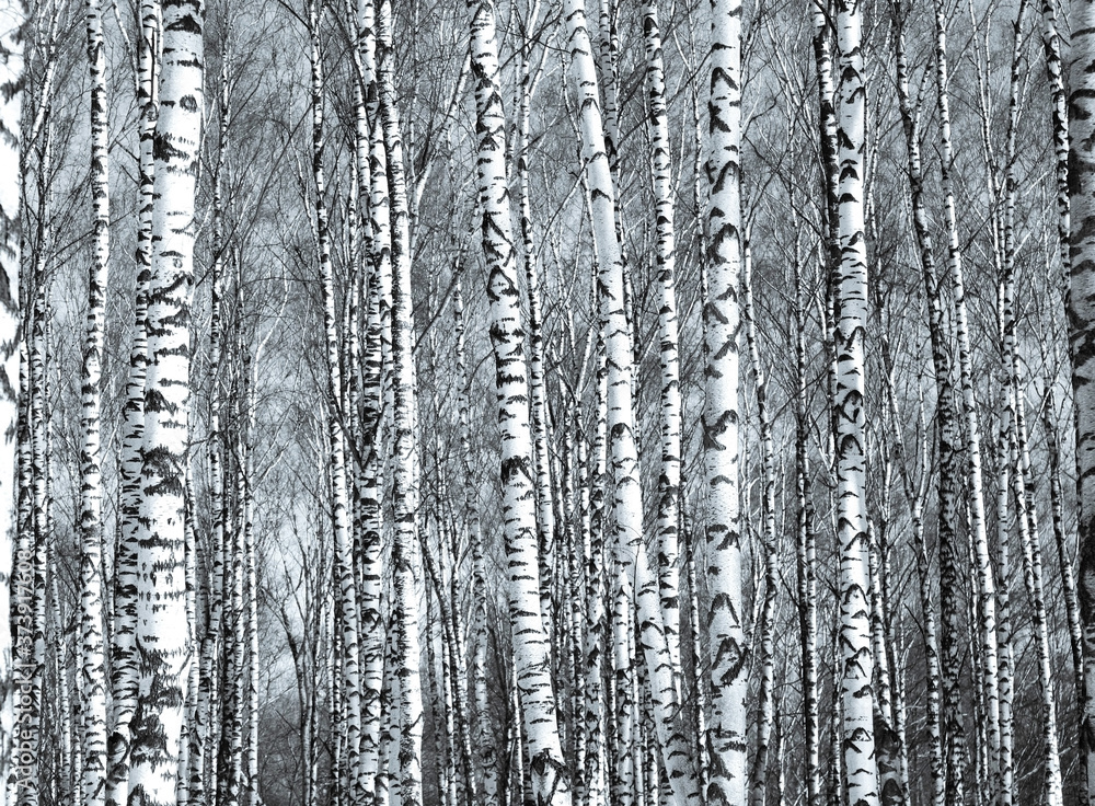 Fototapeta Tunks of spring birch trees in sunlight black and white