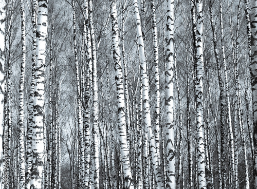 Tunks of spring birch trees in sunlight black and white