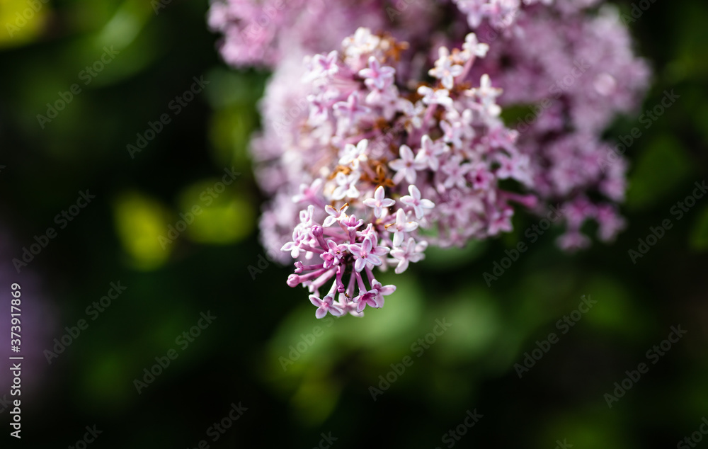 Purple flower Purple flower