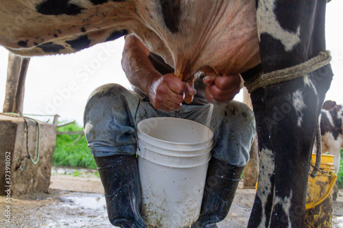 farmer milking a cow on the farm © mateo