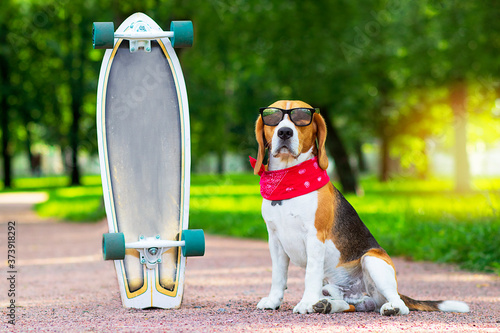 Foto A beagle dog in sunglasses sits in a park near a longboard