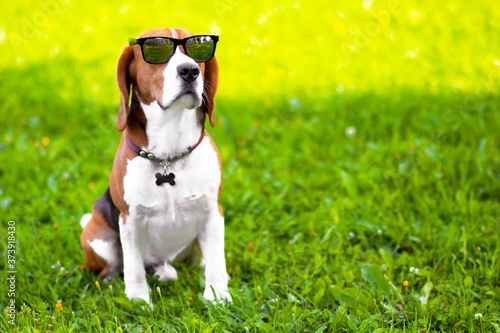 Cuadro en lienzo Portrait of a serious beagle dog wearing sunglasses on green grass