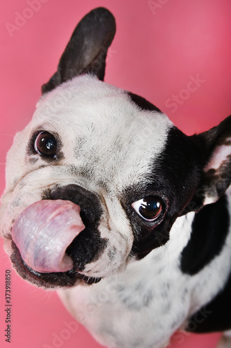 french bulldog portrait © franco