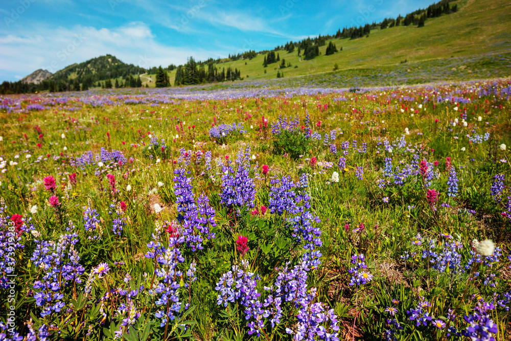 Mountains meadow