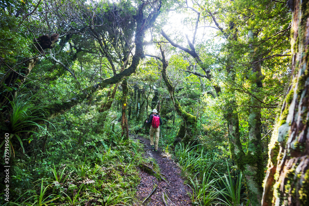Fototapeta premium Tramping