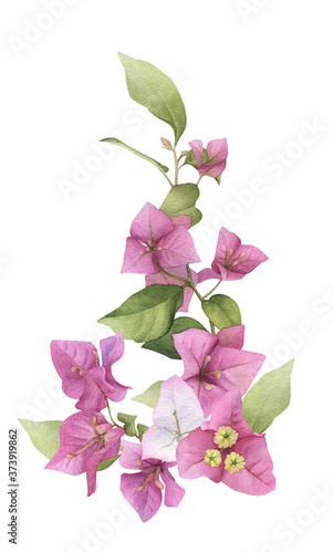 Fotografiet A pink bougainvillaea arrangement hand painted in watercolor isolated on a white background