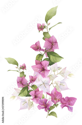 Stampa su tela A pink bougainvillaea arrangement hand painted in watercolor isolated on a white background
