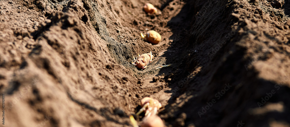Process of planting potato field in the vegetable garden, close up. Process of planting potato field in the vegetable garden, close up.