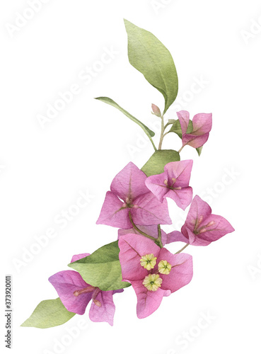 Fotografie A pink bougainvillaea arrangement hand painted in watercolor isolated on a white background
