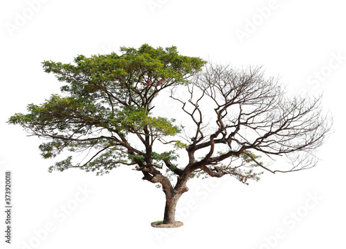 Lonely tree  dead tree on one side and living tree on the different side with clipping path isolated on white background.