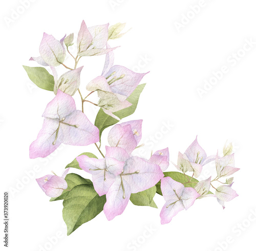 Slika na platnu A light pink bougainvillaea arrangement hand painted in watercolor isolated on a white background