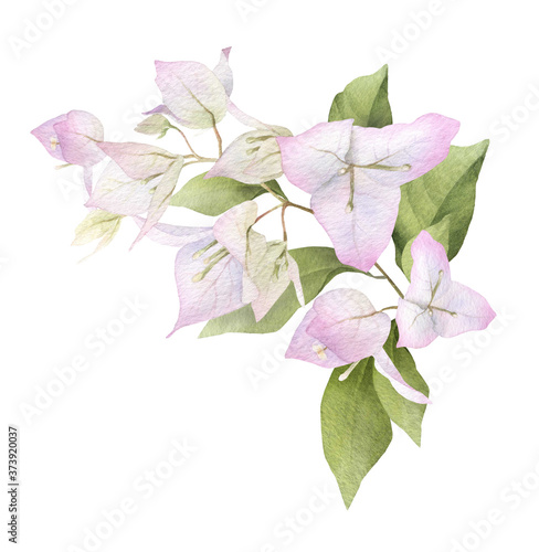 Photography A light pink bougainvillaea arrangement hand painted in watercolor isolated on a white background