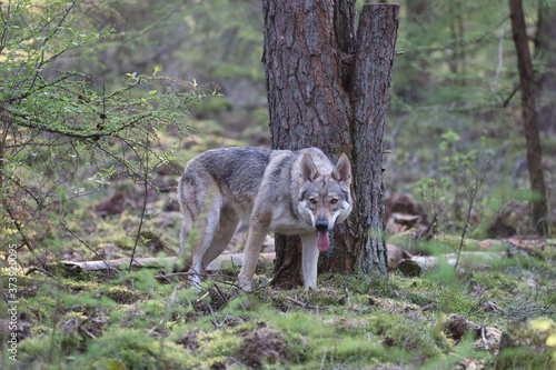 Czechoslovakian wolfdog in the forrest