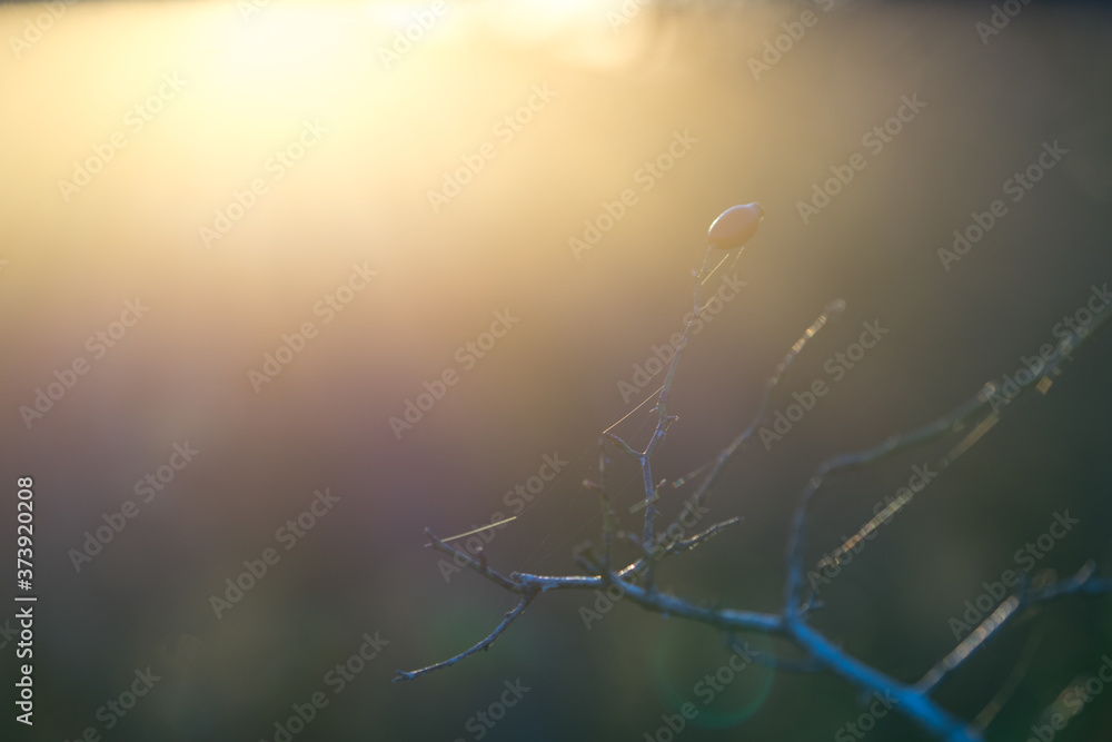 The branch of wild rose backlit in soft blue-grey background