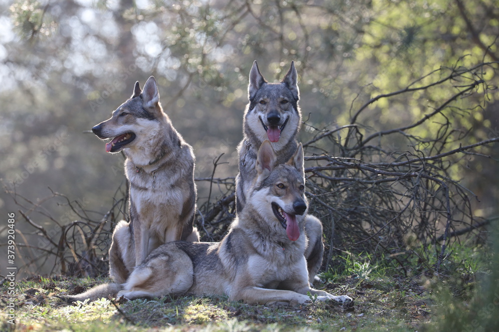 Obraz premium Czechoslovakian wolfdog in the forrest
