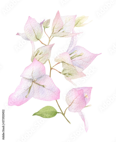 Fotografie A light pink bougainvillaea branch hand painted in watercolor isolated on a white background