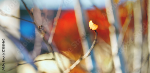 Beautiful autumn background, yellow leaves, tinted photo. Selective, soft focus.