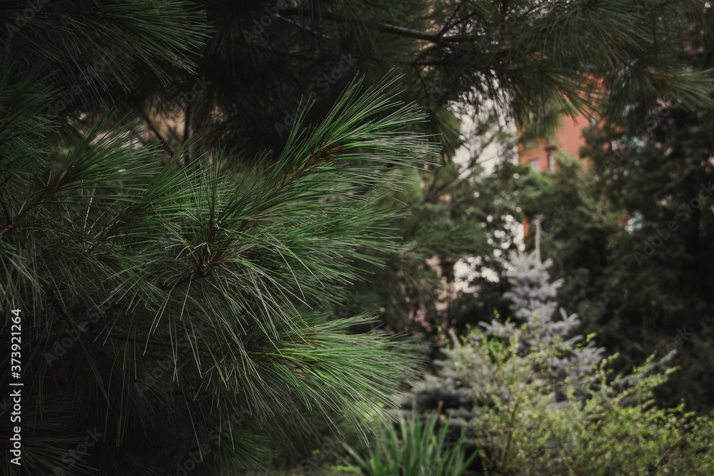 Spruce in a summer park. City Park. Plants in the garden. Spruce in a summer park. City Park. Plants in the garden.