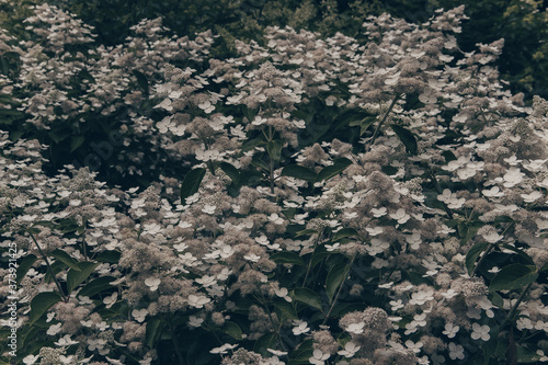 White flowers. Hydrangea bush. Summer nature. A park.