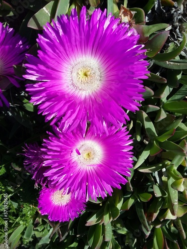 Marguerite