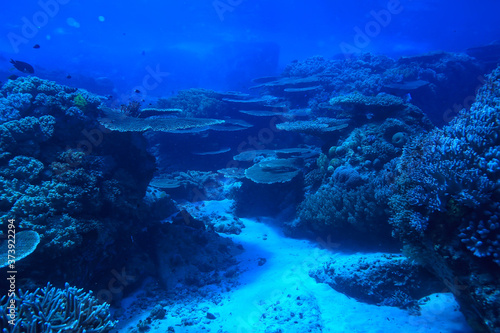 Fototapeta Naklejka Na Ścianę i Meble -  under water ocean / landscape underwater world, scene blue idyll nature