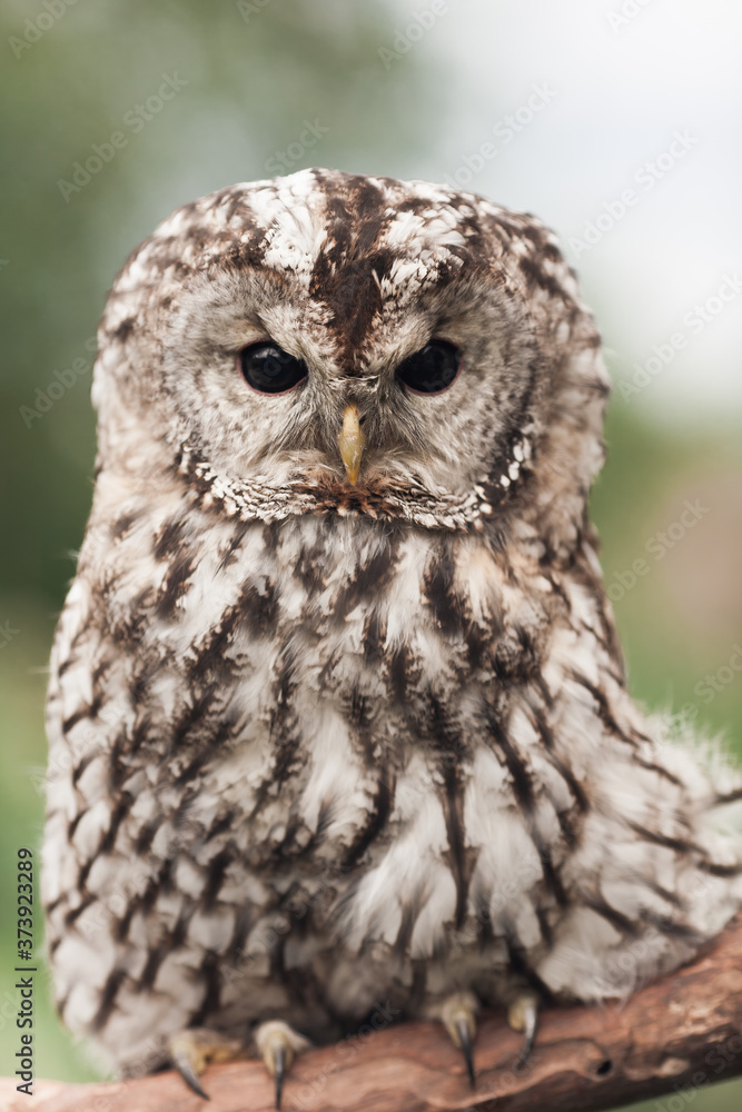 Fototapeta premium Little tawny owl in summer amid green grass sitting on glove