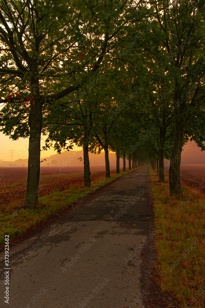 Fototapeta premium Morgens