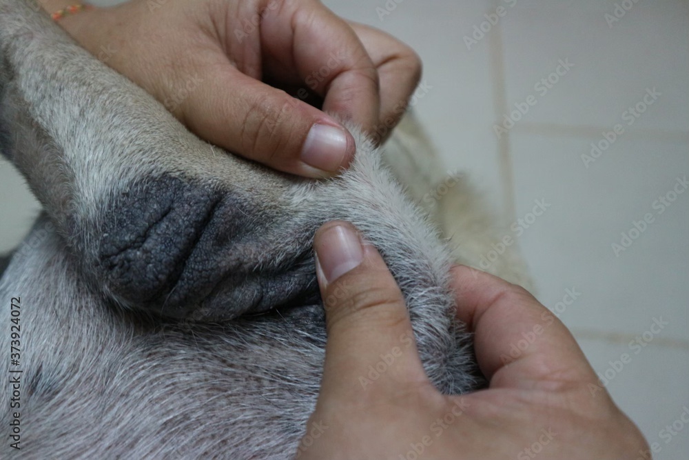 dog in hands