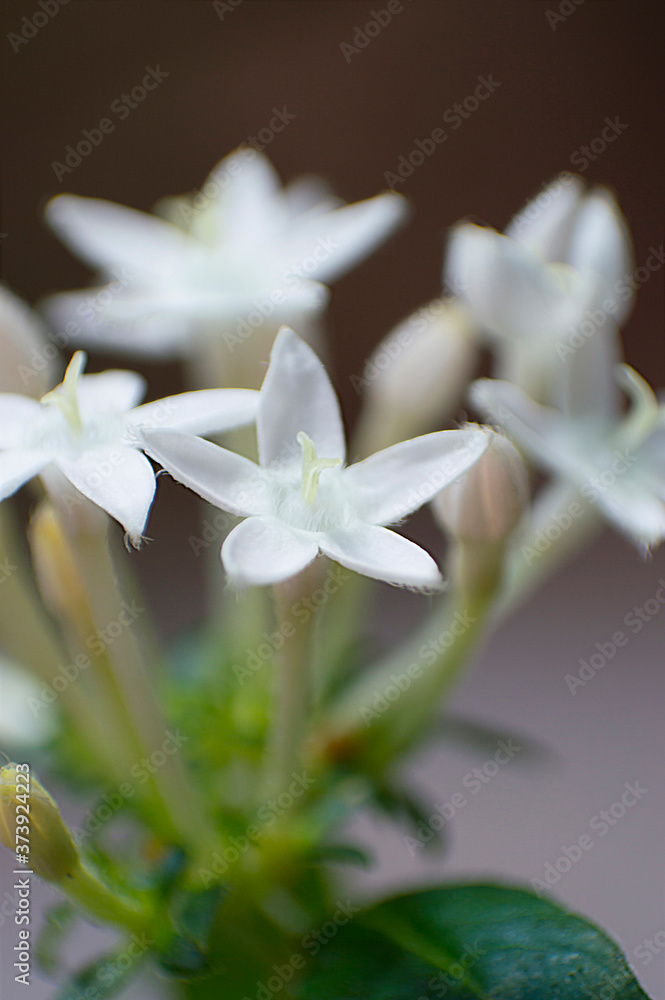 close up of white lily close up of white lily