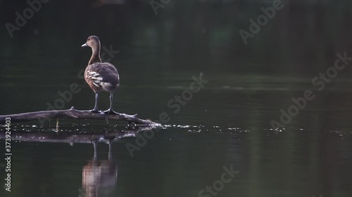 whistling ducks chilling on lake photo