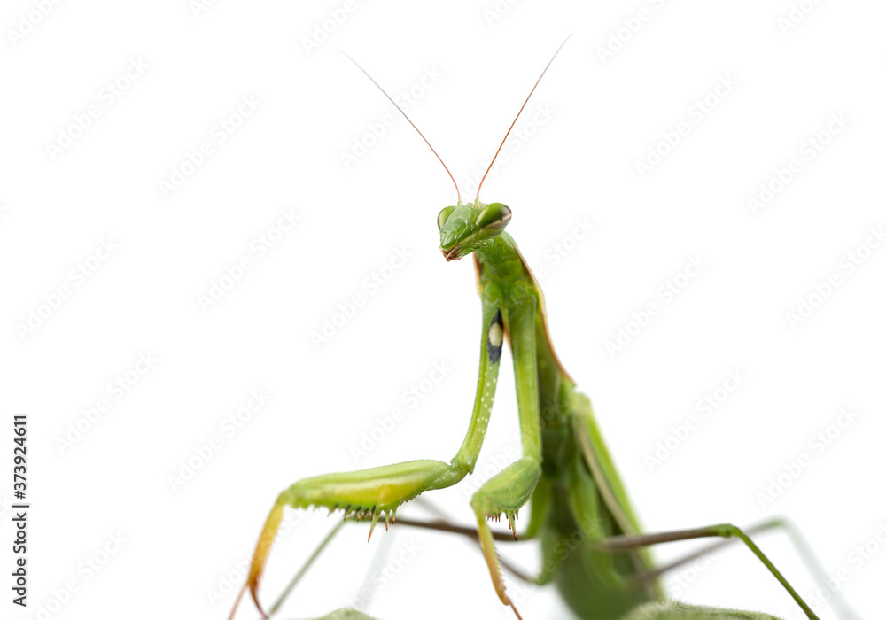European Praying Mantis female or Mantis religiosa close up against white background. European Praying Mantis female or Mantis religiosa close up against white background.