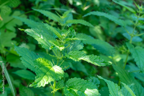 Photo of a plant nettle. Nettle with fluffy green leaves