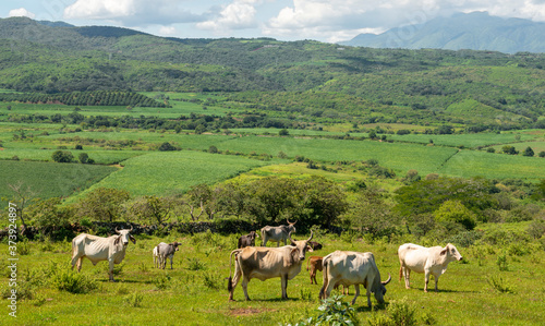 Ganado vacuno vacas comiendo toros becerros en valle verde montaña latinoamérica latino mexicano animales granja ganadería agricultura campo verde pastando alimento manada méxico