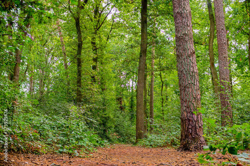 shots with depth of field from  german mixed forests with lots of green and forest paths