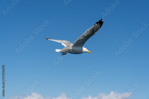 Larus mongolicus on lake Baikal. flock of white gulls flies forward. rear view