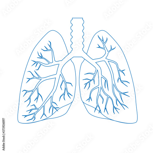 Human lungs, outline icon. Respiratory system. Vector illustration