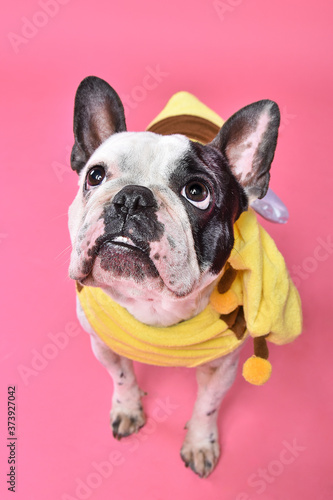 Wallpaper Mural french bulldog puppy Torontodigital.ca