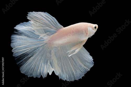 White betta fish moving moment beautiful fancy halfmoon betta, fighting fish, siam betta fish on black background.