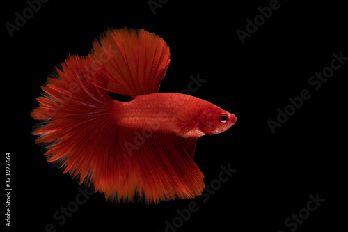 Red betta fish moving moment beautiful fancy halfmoon betta, fighting fish, siam betta fish on black background.