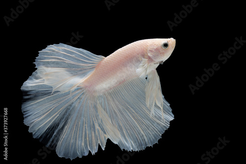 White betta fish moving moment beautiful fancy halfmoon betta, fighting fish, siam betta fish on black background.