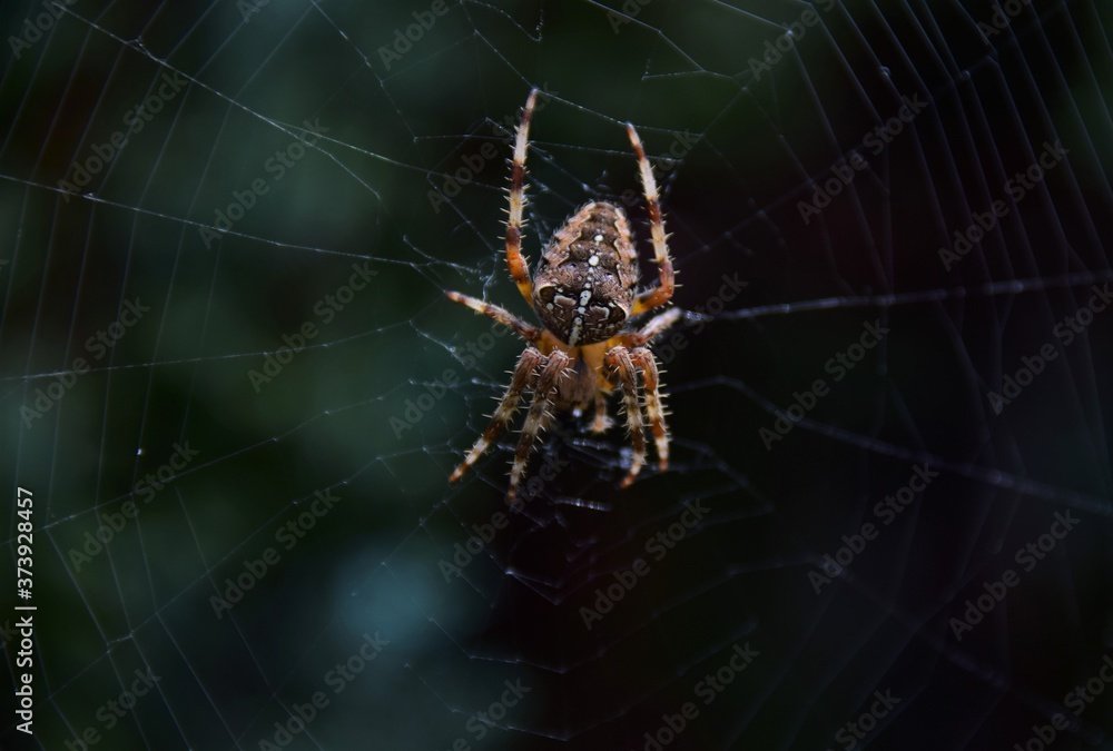 spider on the web spider on the web