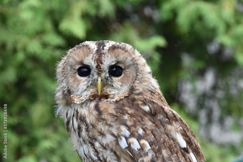 Obraz premium Screetch owl close up Portrait