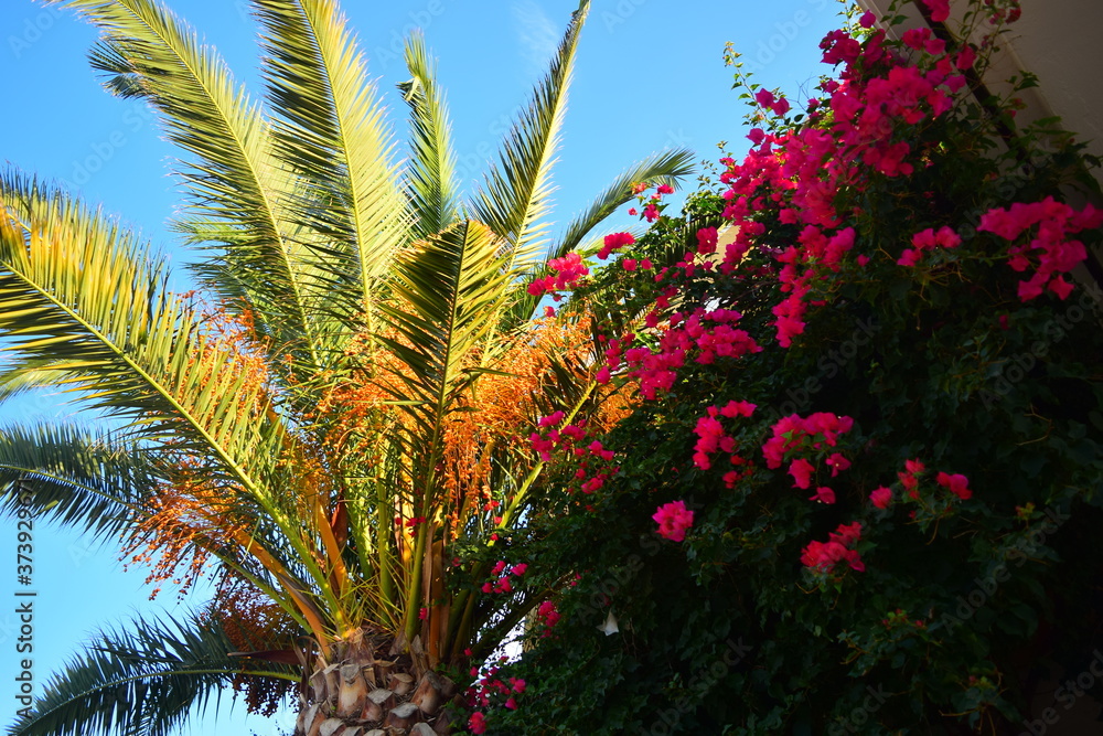 View of palm trees and purple flowers against a blue sky