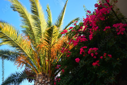 View of palm trees and purple flowers against a blue sky