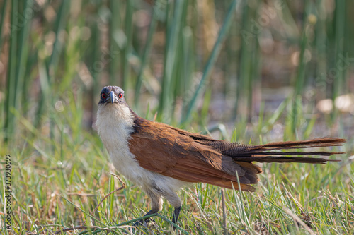 Senegal coacal (Centropus senegalensis) looking at the viewer photo