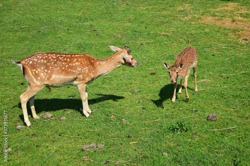 Two deer on the green grass