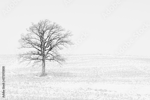 Lonely winter tree in black and white.