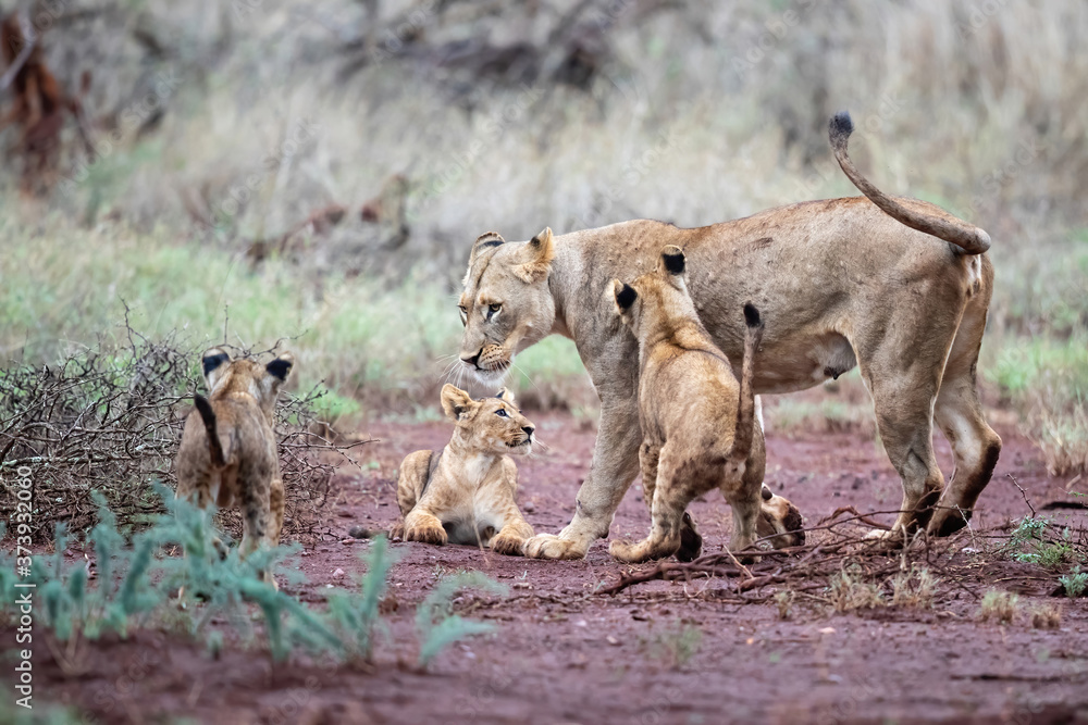 Lioness and her playful cubs in Zimanga Game Reserve near the city of Mkuze in South Africa Lioness and her playful cubs in Zimanga Game Reserve near the city of Mkuze in South Africa