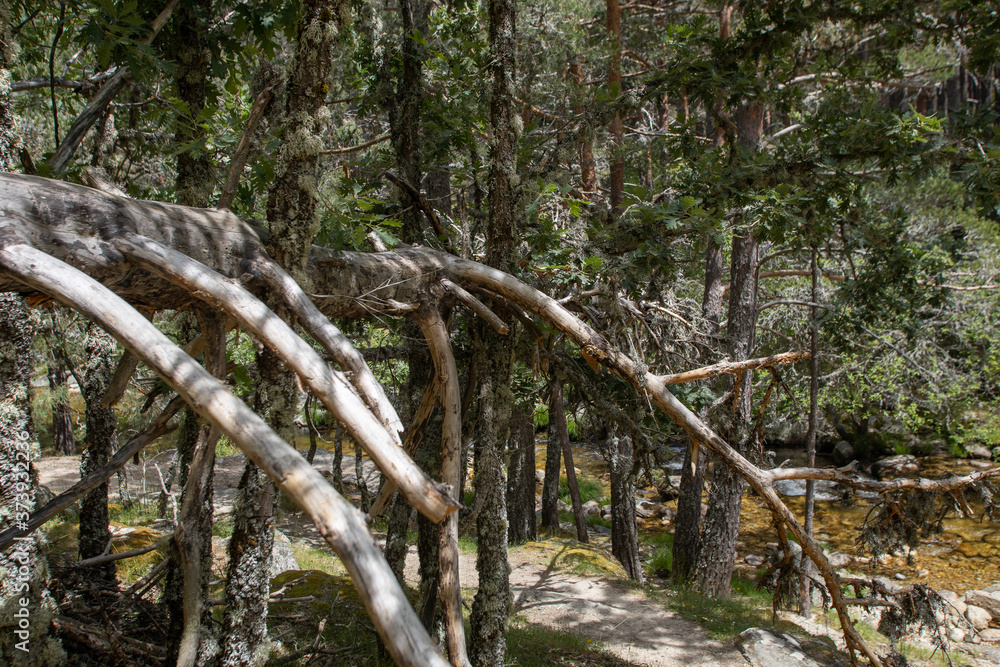 fallen tree with fallen branches fallen tree with fallen branches