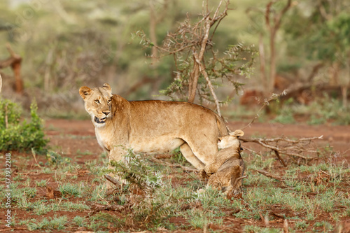 Lioness and her playful cub in Zimanga Game Reserve near the city of Mkuze in South Africa